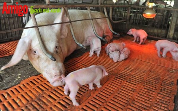 Tuyệt chiêu vệ sinh Sàn nhựa, sàn xi măng hay Sàn kim loại nuôi Heo để phòng dịch tả lợn Châu Phi